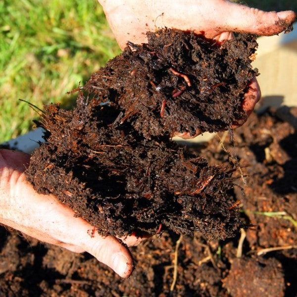 Compost and soil