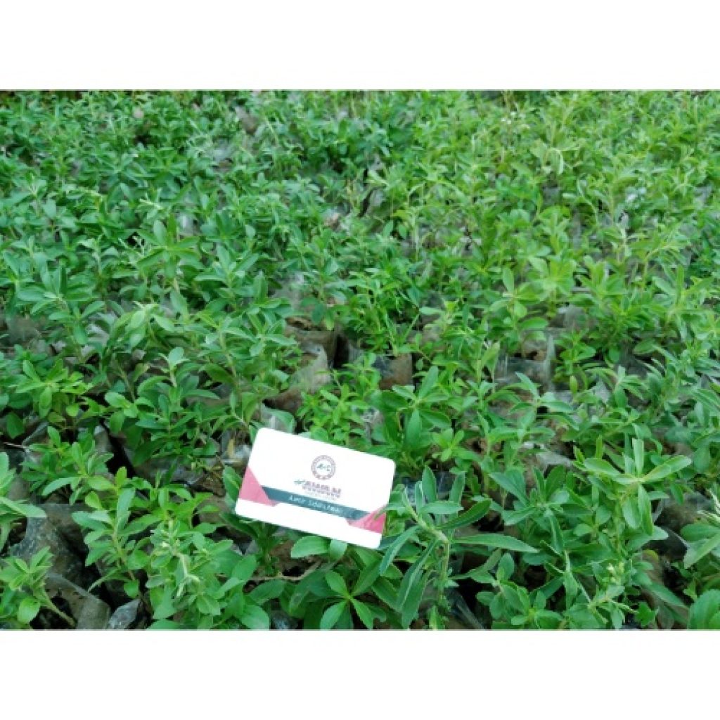 Stevia Sugar Plant Awangarden